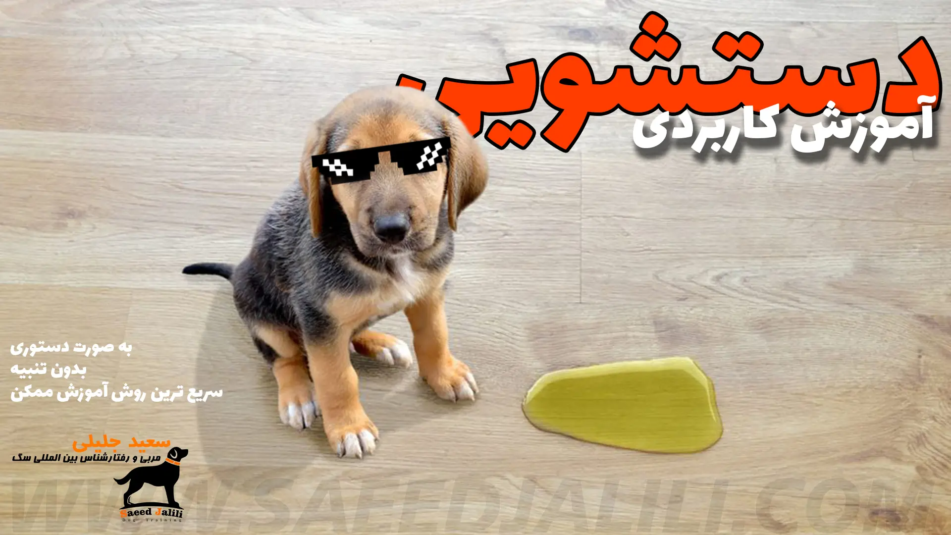 آموزش دستشویی به سگ